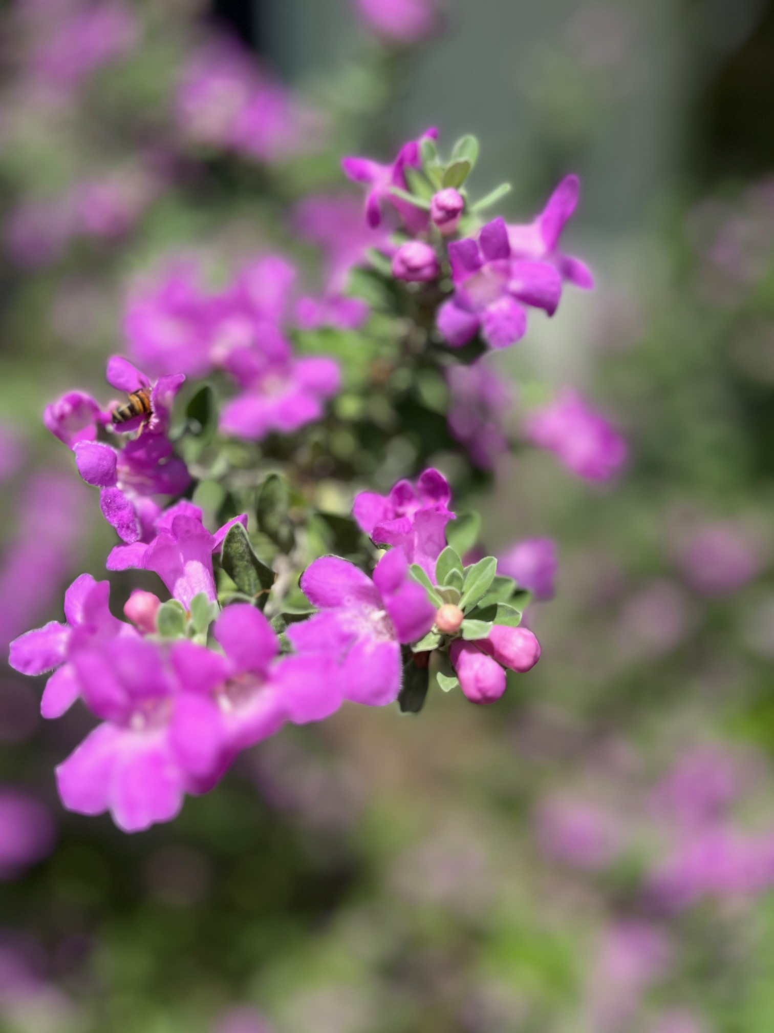 A responsive image