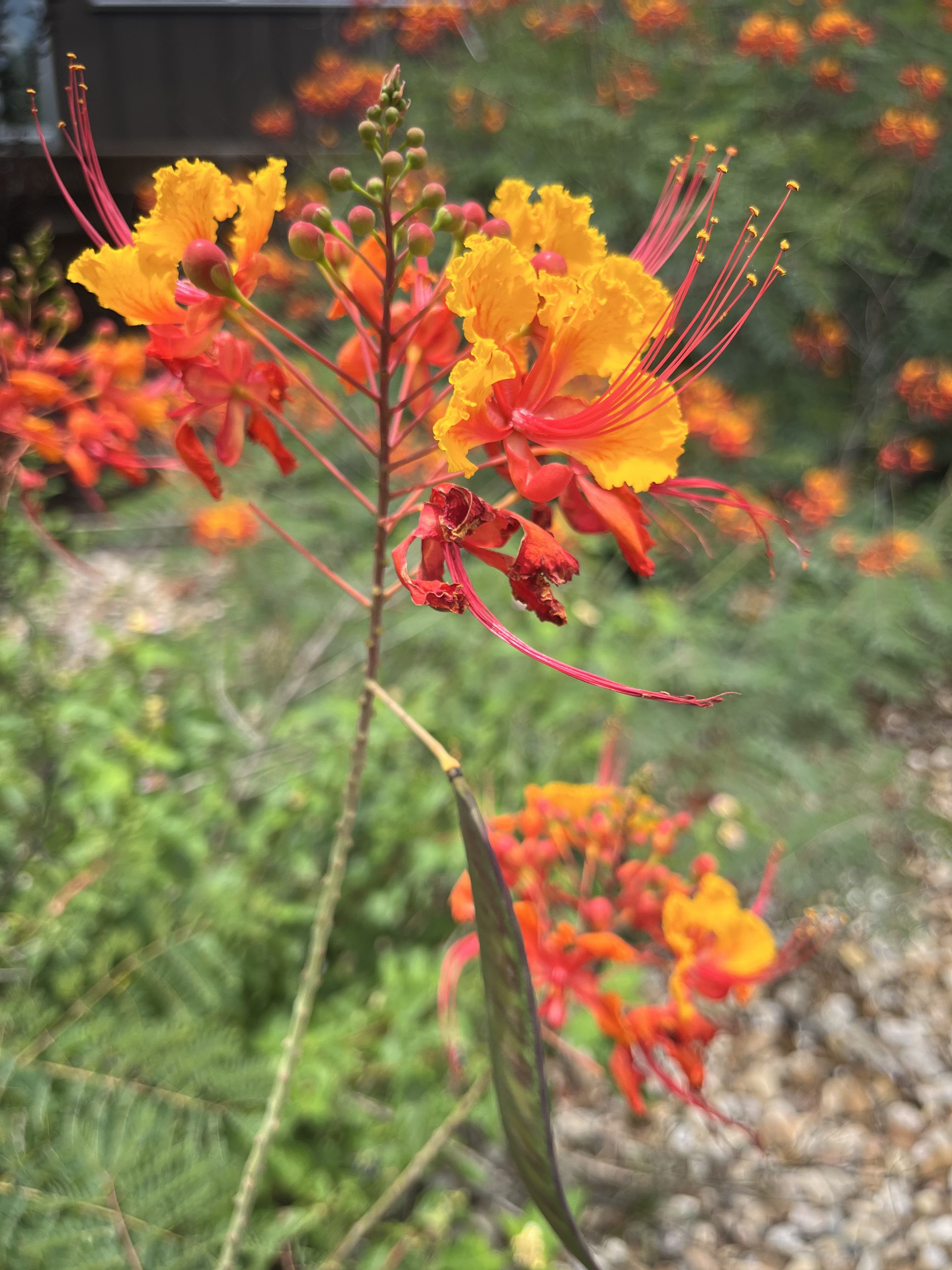 Pride of Barbados blooms in vibrant colors.