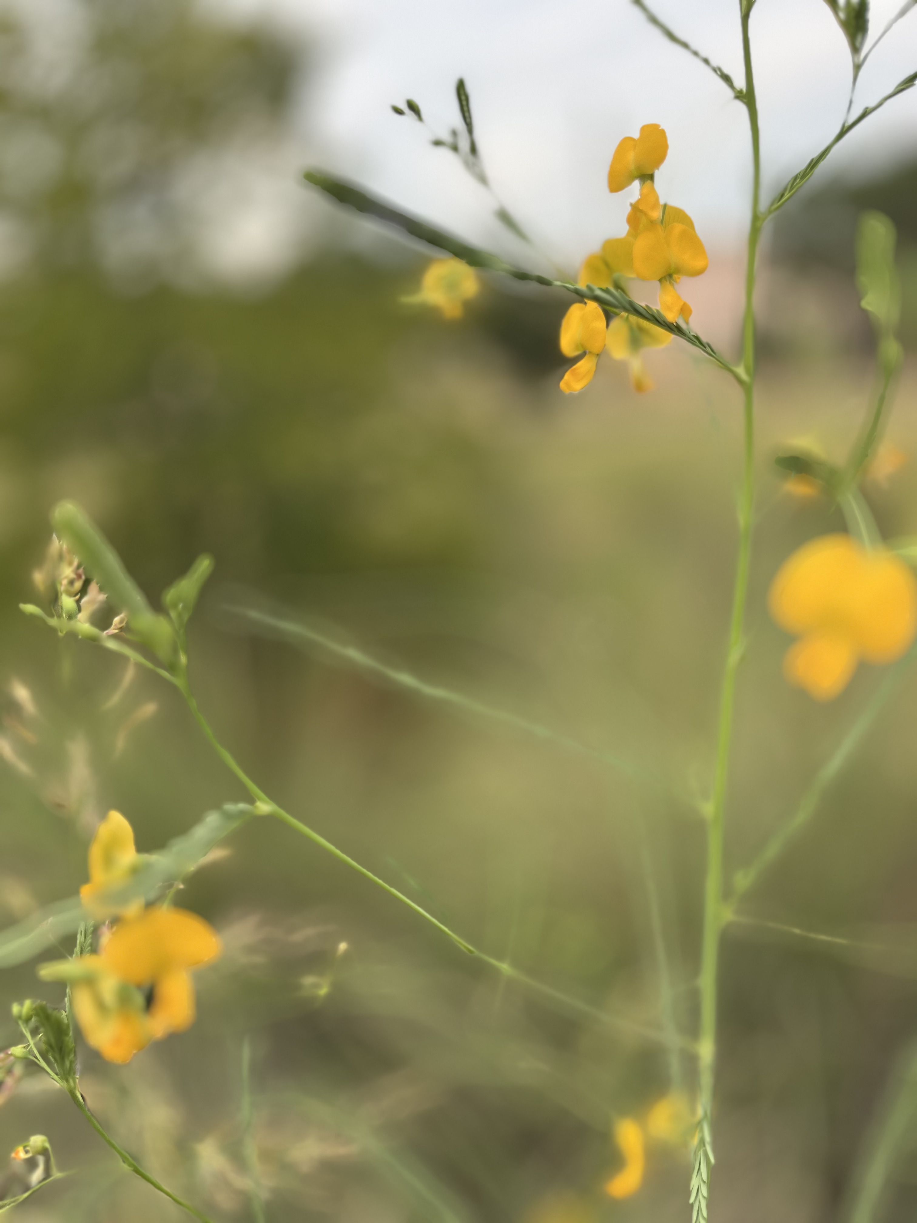 Blissfully blurred floral beauty; a natural, radiant yellow hue.