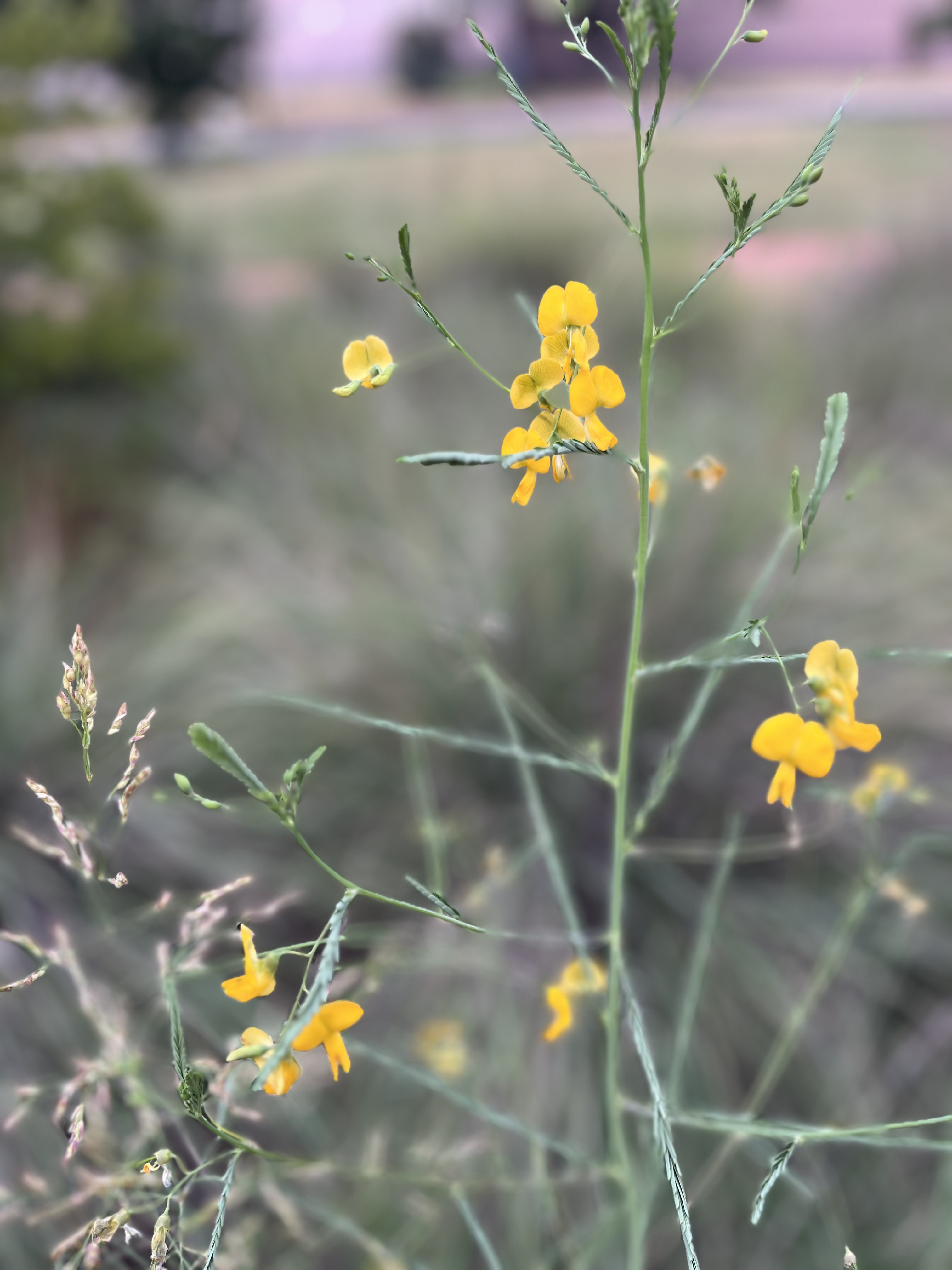 Yellow flowers bloom on a slender, green stalk.