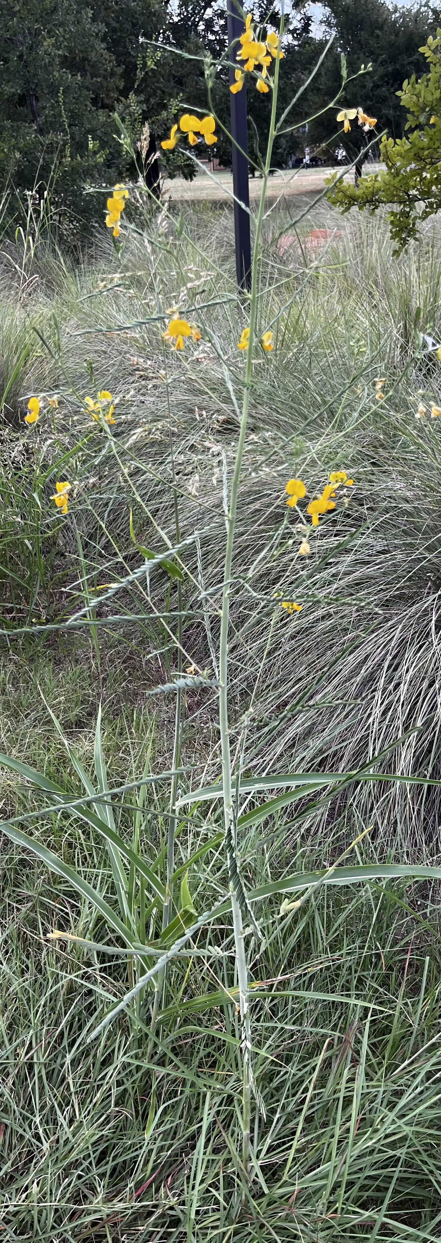 Tall legume displays a vibrant yellow floral display.