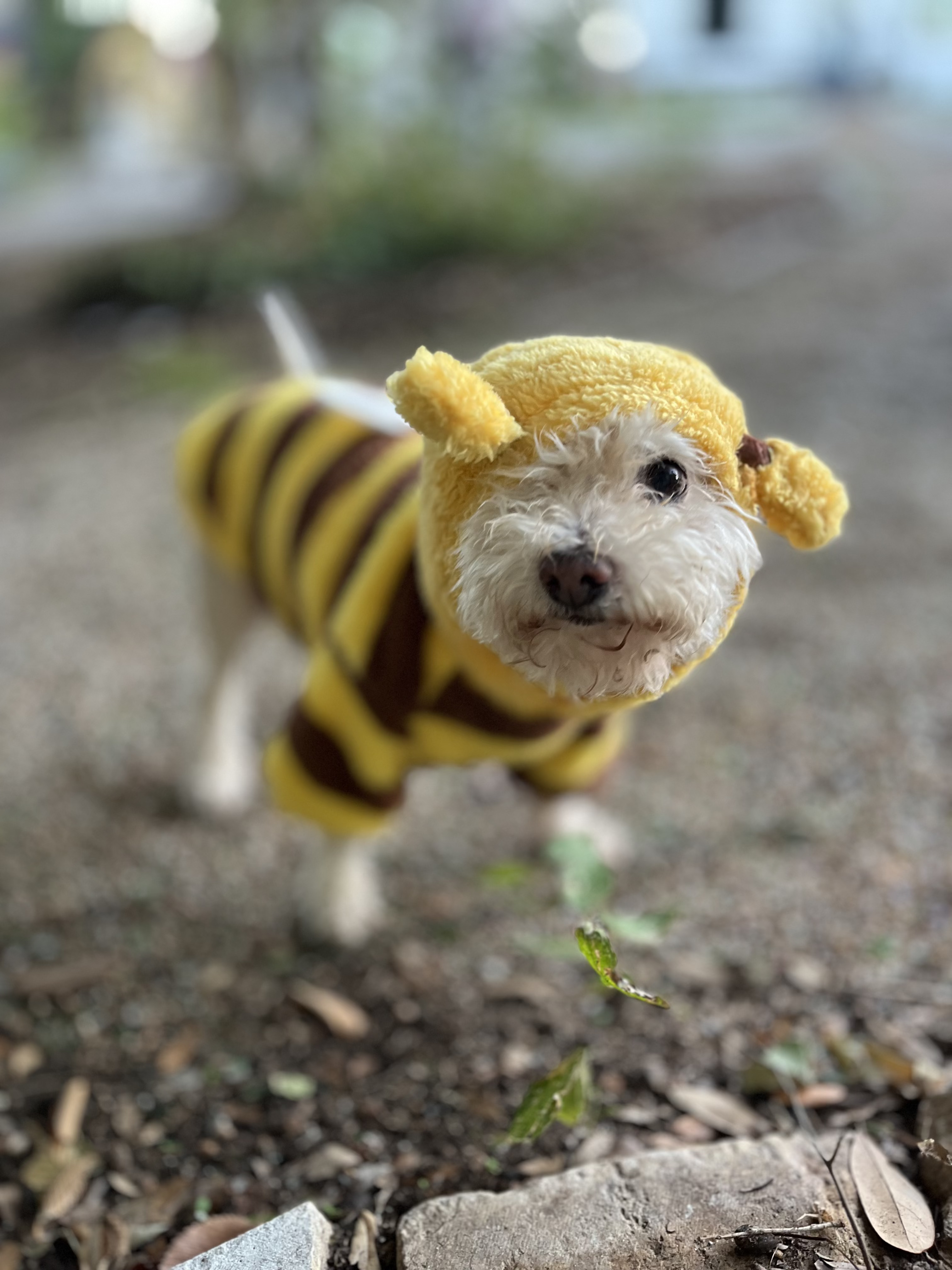 Bee-utiful doggo is giving major Winnie-the-Pooh vibes. 