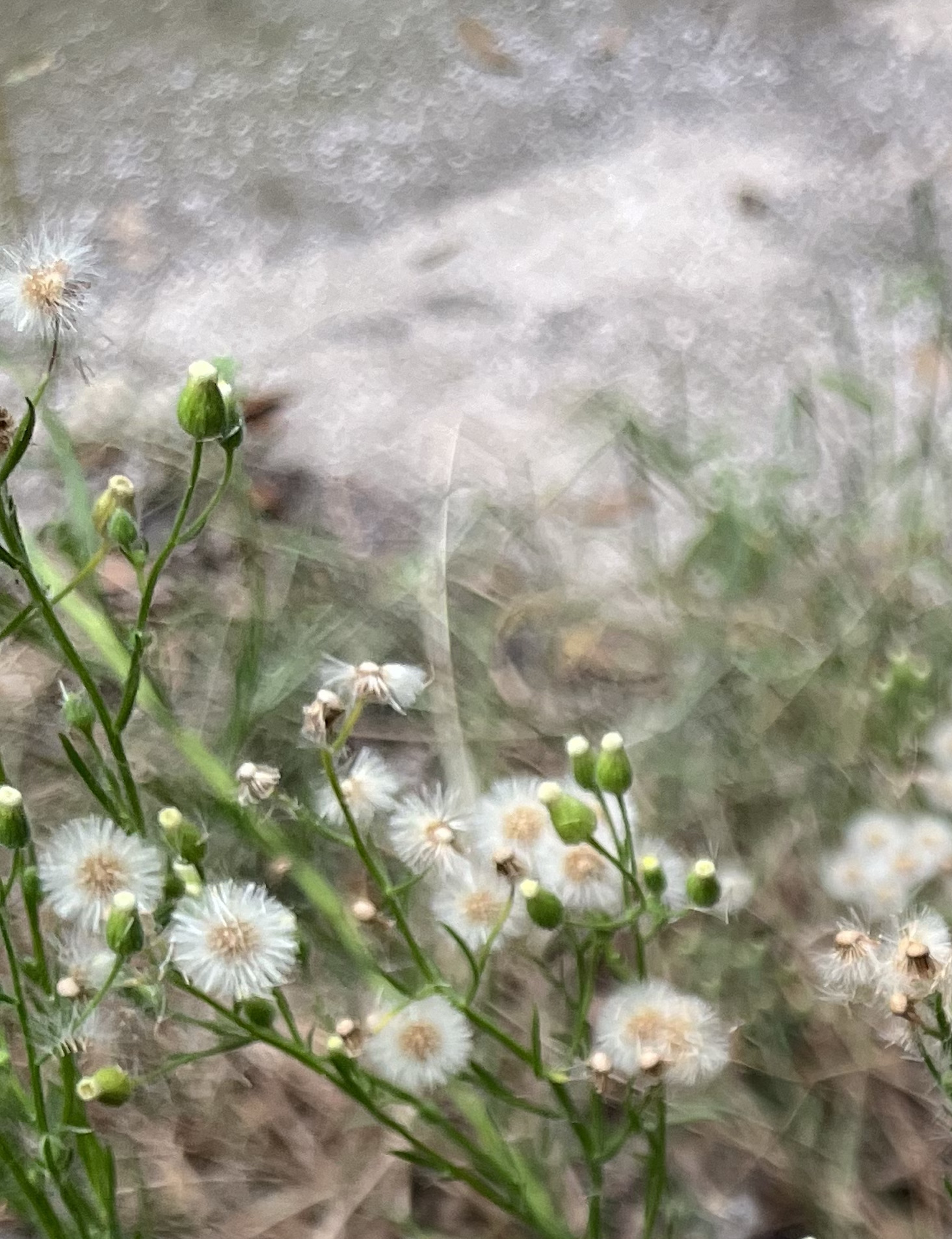 Delicate senescence: pappus blooms amidst the grasses. 