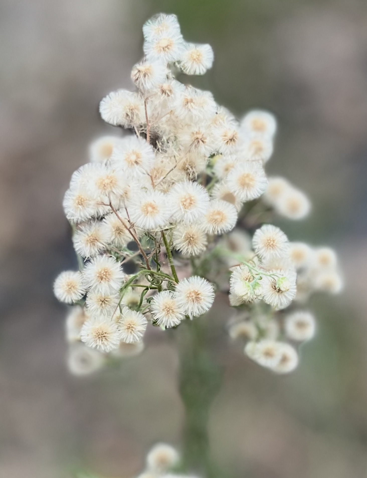 Fluffy seed heads disperse, ensuring future plant generations.